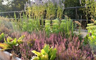 The rows of sorrel, thyme, stonecrop, rosemary and mint create a colourful picture. © Ecovegetal Plant bed with herbs on a roof